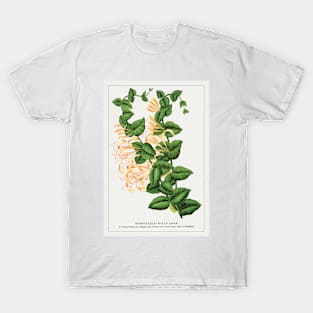 Honeysuckle Flower Lithograph (1900) T-Shirt